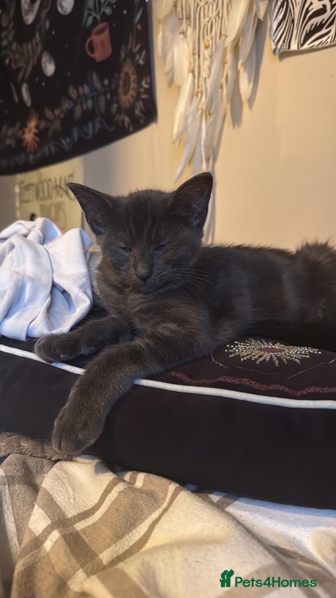 Maine Coon cats 14 week old Maine Coone Cross - Advert 1