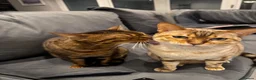 Bengal cats for sale: 2 x female bengal cats (free)  - Advert 2