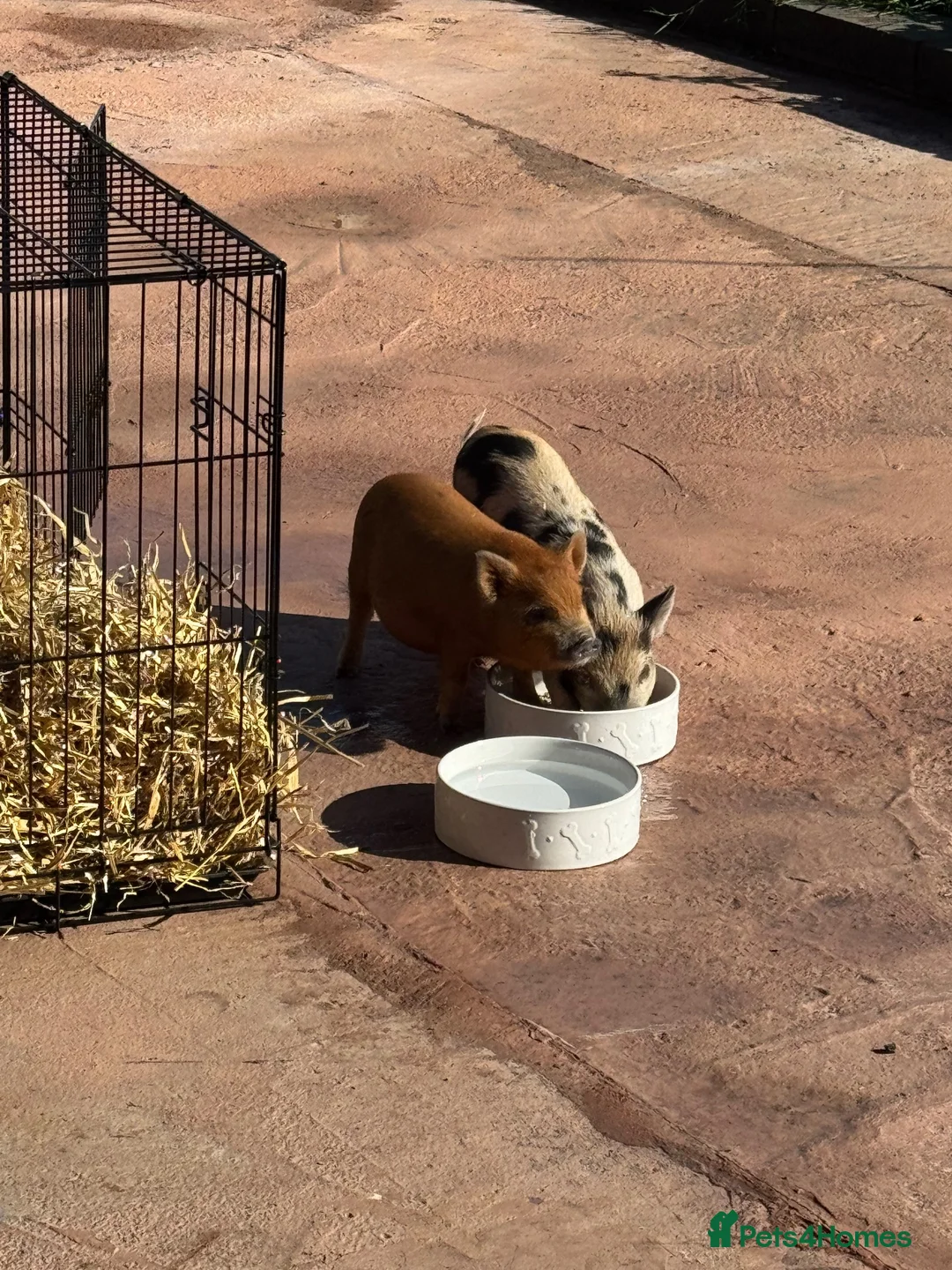 Pig livestock for sale: Micro pigs  - Advert 1