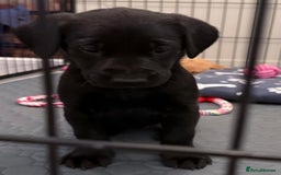 Labrador Retriever dogs for sale: Black/fox Labrador kc with 5 wks free insurance  - Image 25