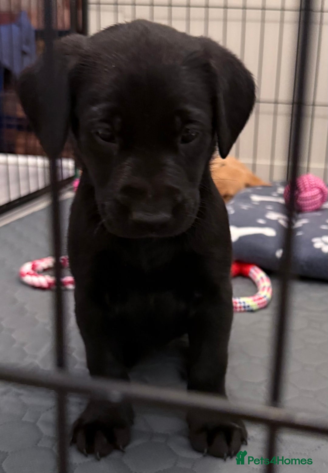 Labrador Retriever dogs for sale: Black/fox Labrador kc with 5 wks free insurance  - Image 25