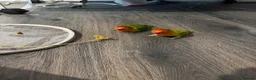 Lovebirds birds for sale: Two beautiful love birds for sale - Advert 4