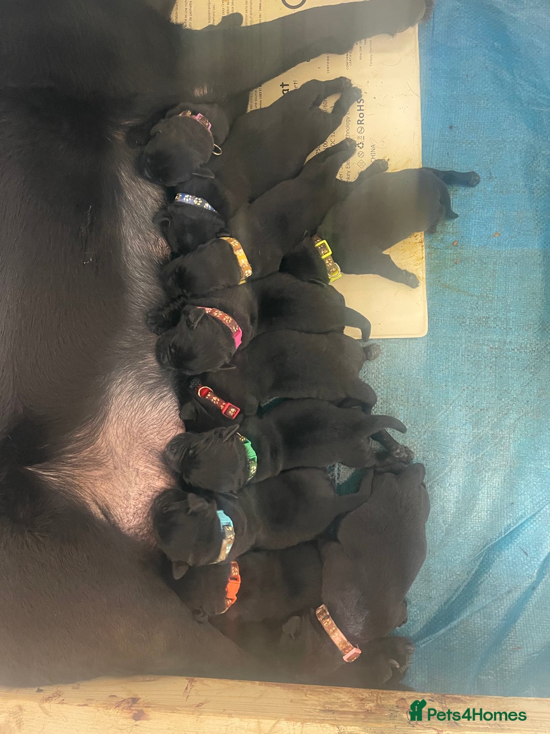 Labrador Retriever dogs for sale: Labrador Retriever Puppies  - Image 4