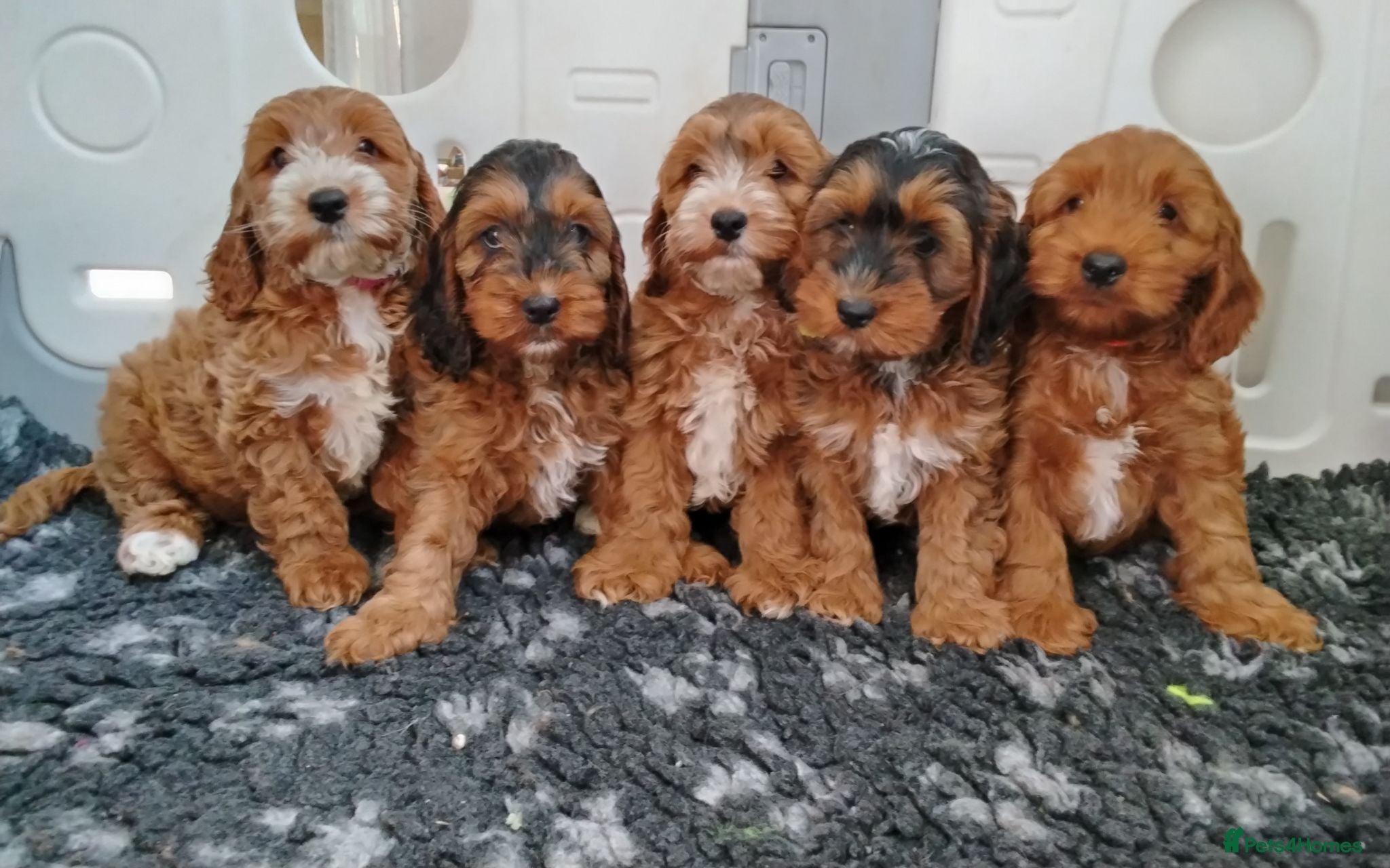 Cockapoo dogs Gorgeous F1 Cockapoos - Advert 1
