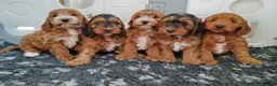 Cockapoo dogs for sale: Gorgeous F1 Cockapoos in Llangammarch Wells - Advert 1