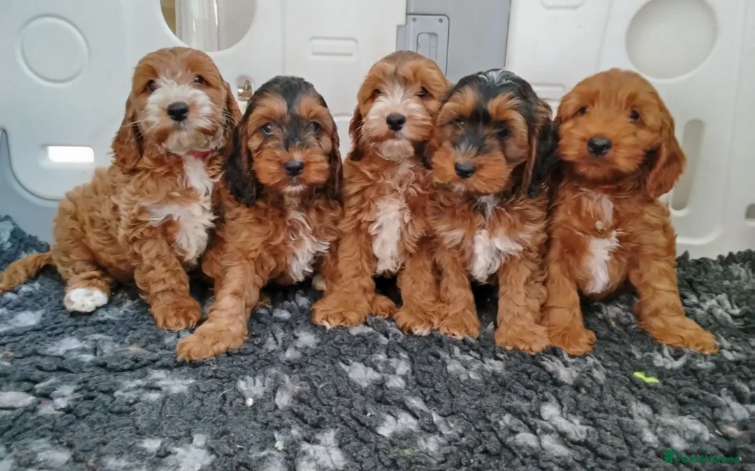 Cockapoo dogs for sale: Gorgeous F1 Cockapoos in Llangammarch Wells - Advert 1