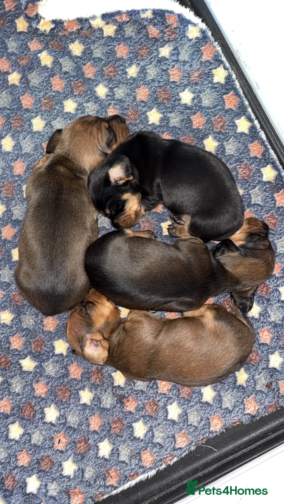 Miniature Dachshund dogs for sale: Smooth mini dachshunds  - Advert 2
