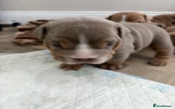 English Bulldog dogs for sale: English bulldog puppies  - Advert 7