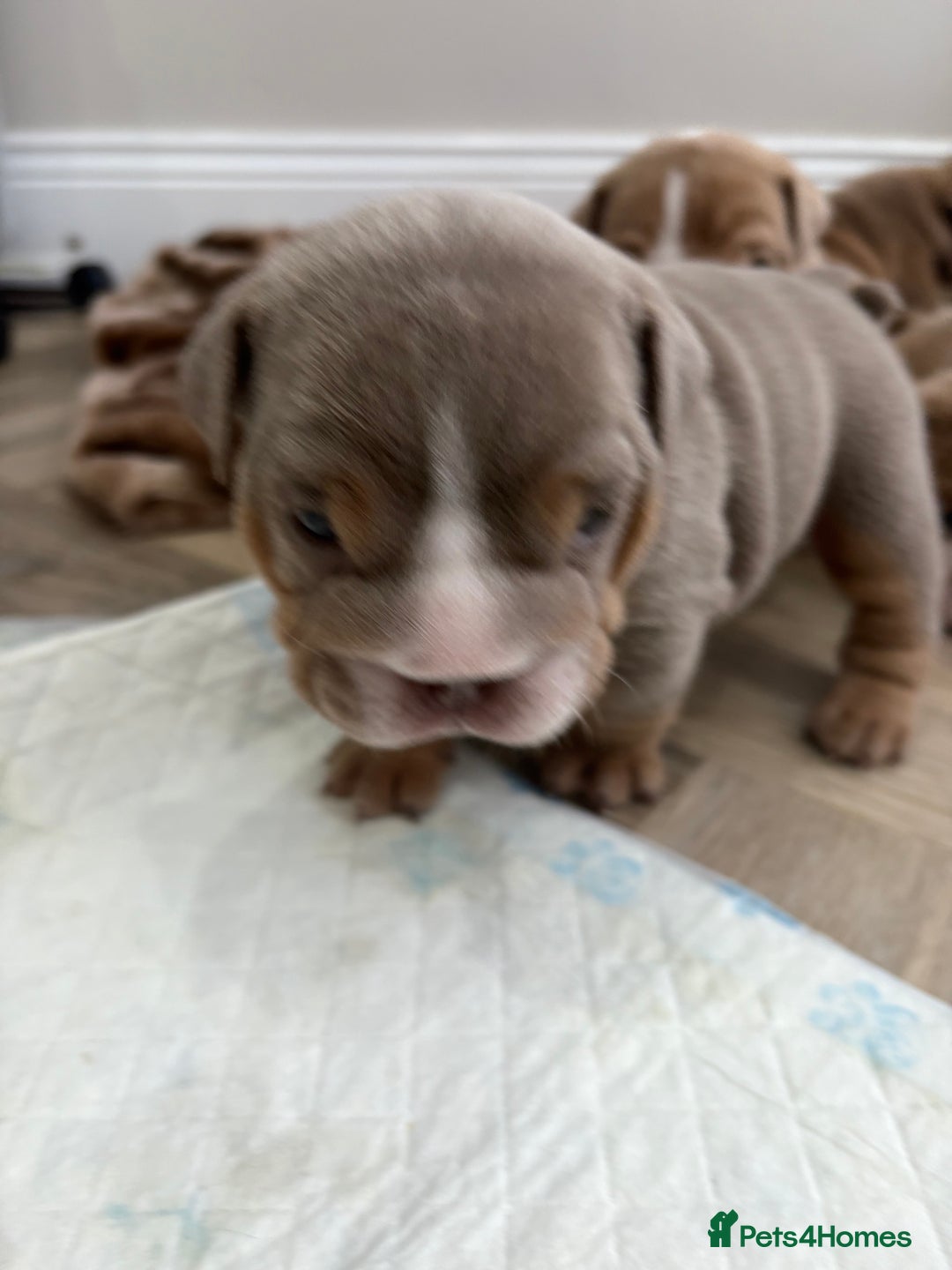 English Bulldog dogs for sale: English bulldog puppies  - Advert 7