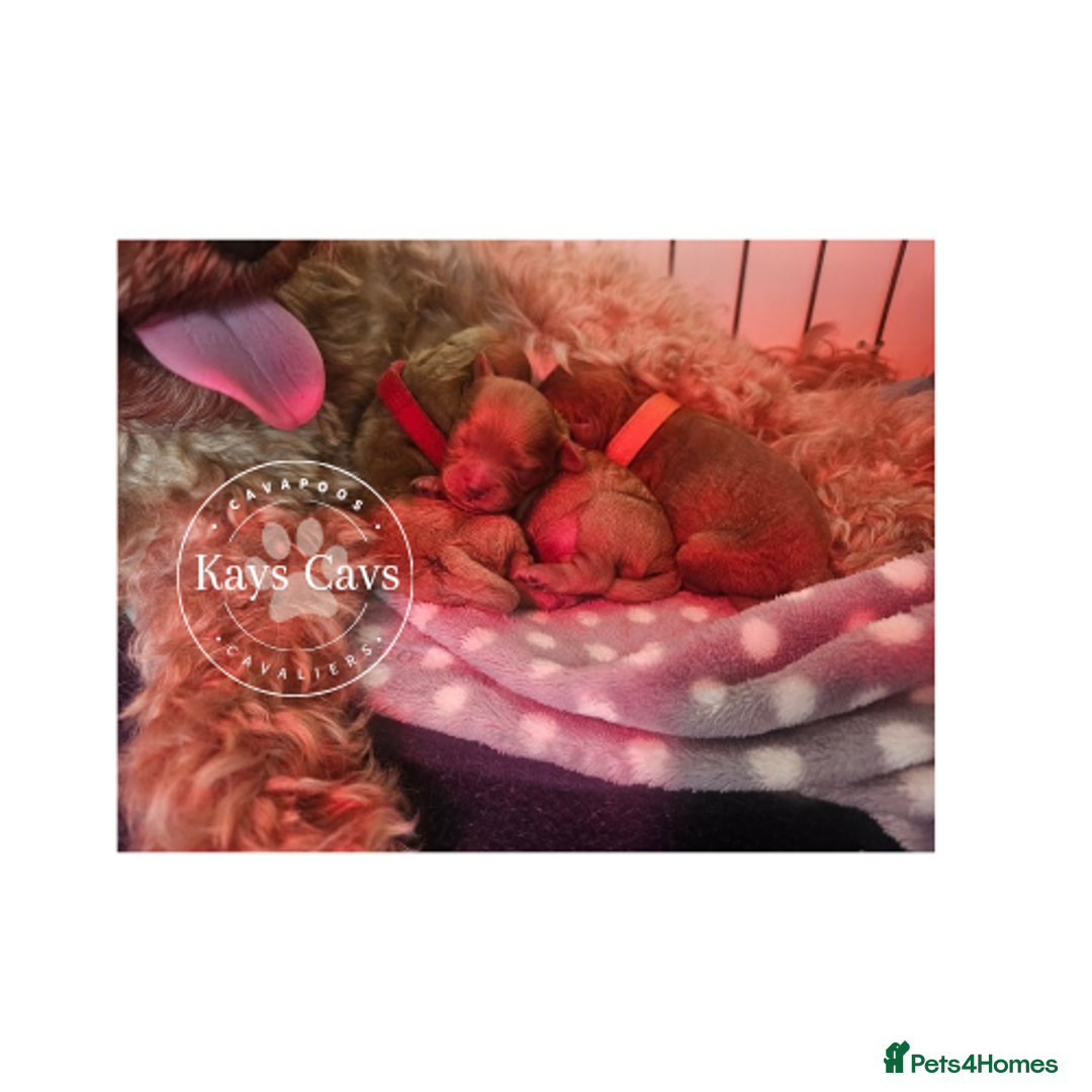 Cavapoo dogs for sale: F1B Cavapoo puppies DUE 4 Aug.DNA hereditory clear - Image 9