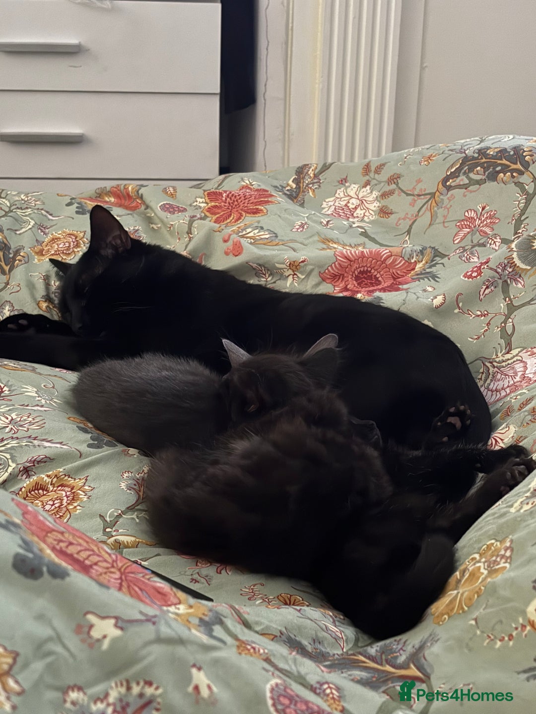 Russian Blue cats for sale: 2 Male Kittens for same  - Image 7