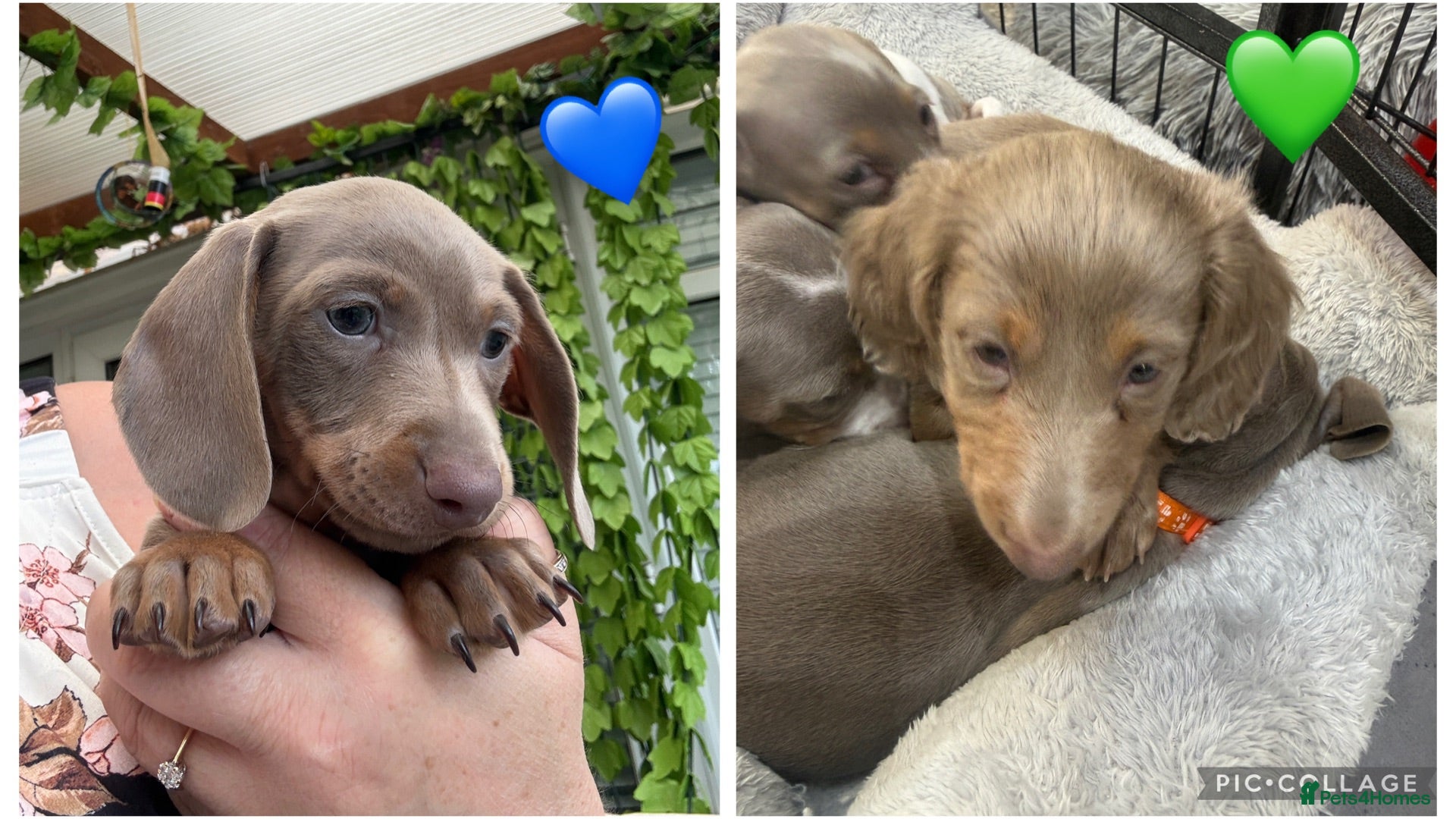 Dachshund dogs Beautiful Dachshund Puppies  - Advert 1