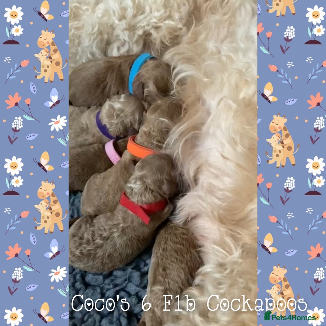 Cockapoo dogs for stud: Stunning proven KC reg Red Miniature Poodle in Cannock - Image 15