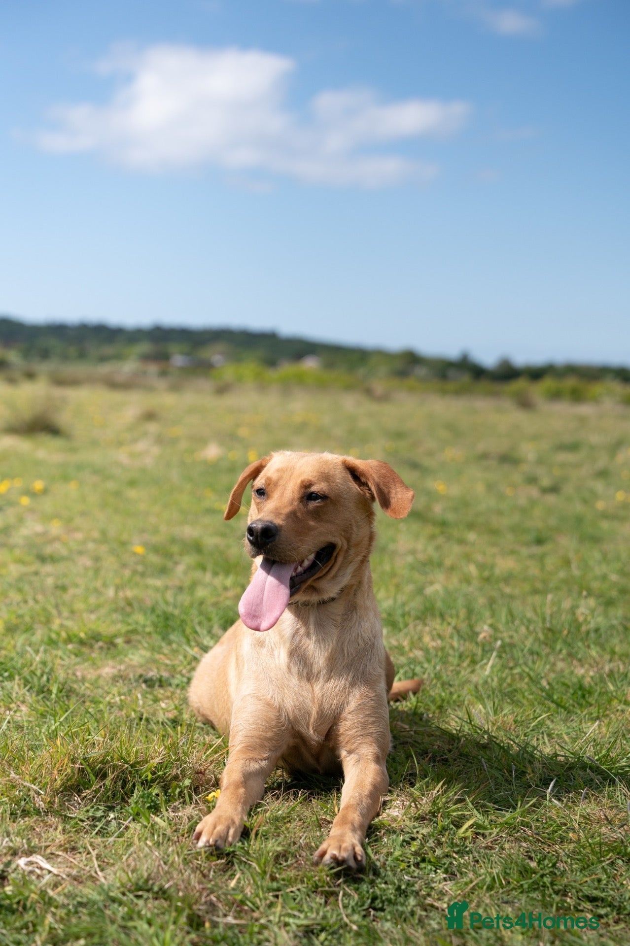Goldador dogs 6 Beautiful Goldador Puppies - Advert 2