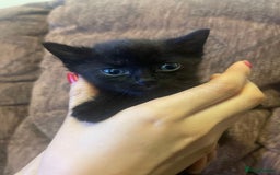 Mixed Breed cats for sale: Kittens for sale - Image 2