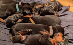Dobermann dogs for sale: Beautiful doberman puppies ready for foreve homes  - Image 4