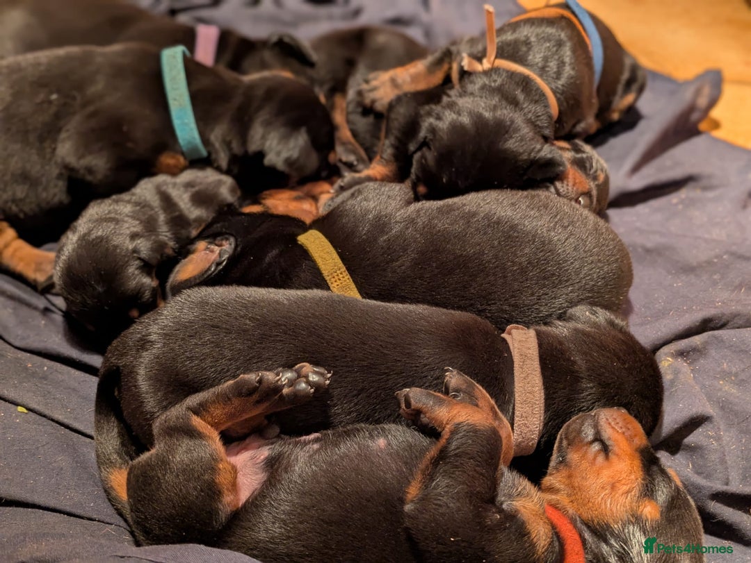 Dobermann dogs for sale: Beautiful doberman puppies ready for foreve homes  - Image 4