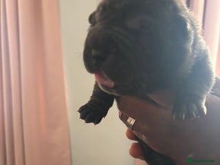 Shar Pei dogs - Advert 4