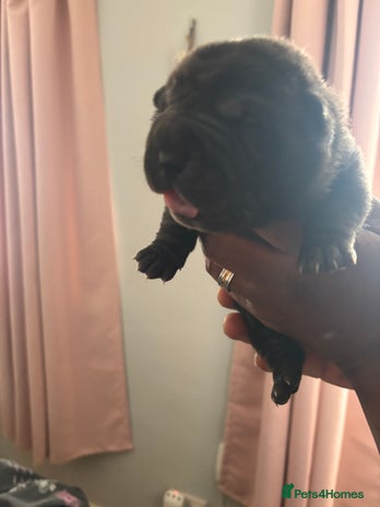 Shar Pei dogs - Advert 2