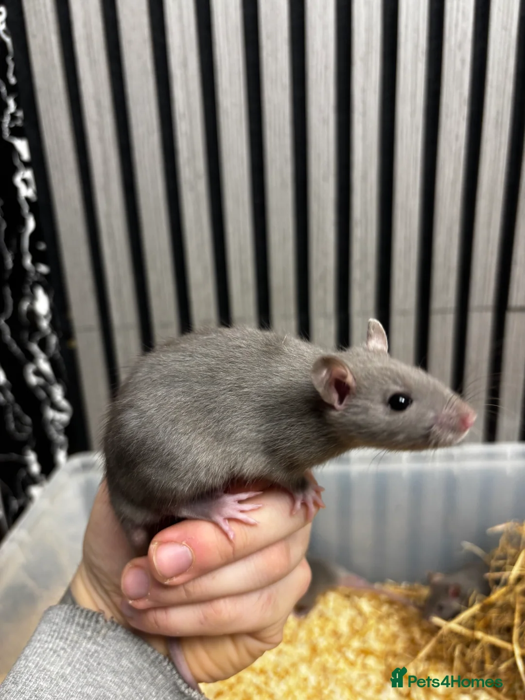 Rat rodents for sale: Rats and mice mixed colours and sexes for sale - Advert 2