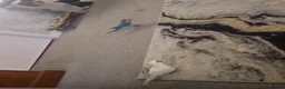 Parrots birds for sale: 2 Quaker parrots in Frinton-on-Sea - Advert 3