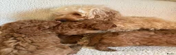 Cockapoo dogs for sale: F1b cockapoo puppies - DNA health test clear  - Advert 27