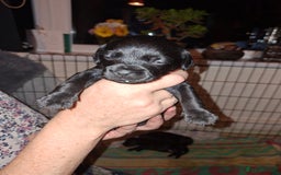 Mixed Breed dogs for sale: Miniature Poodle cross french bulldog puppies  - Image 17