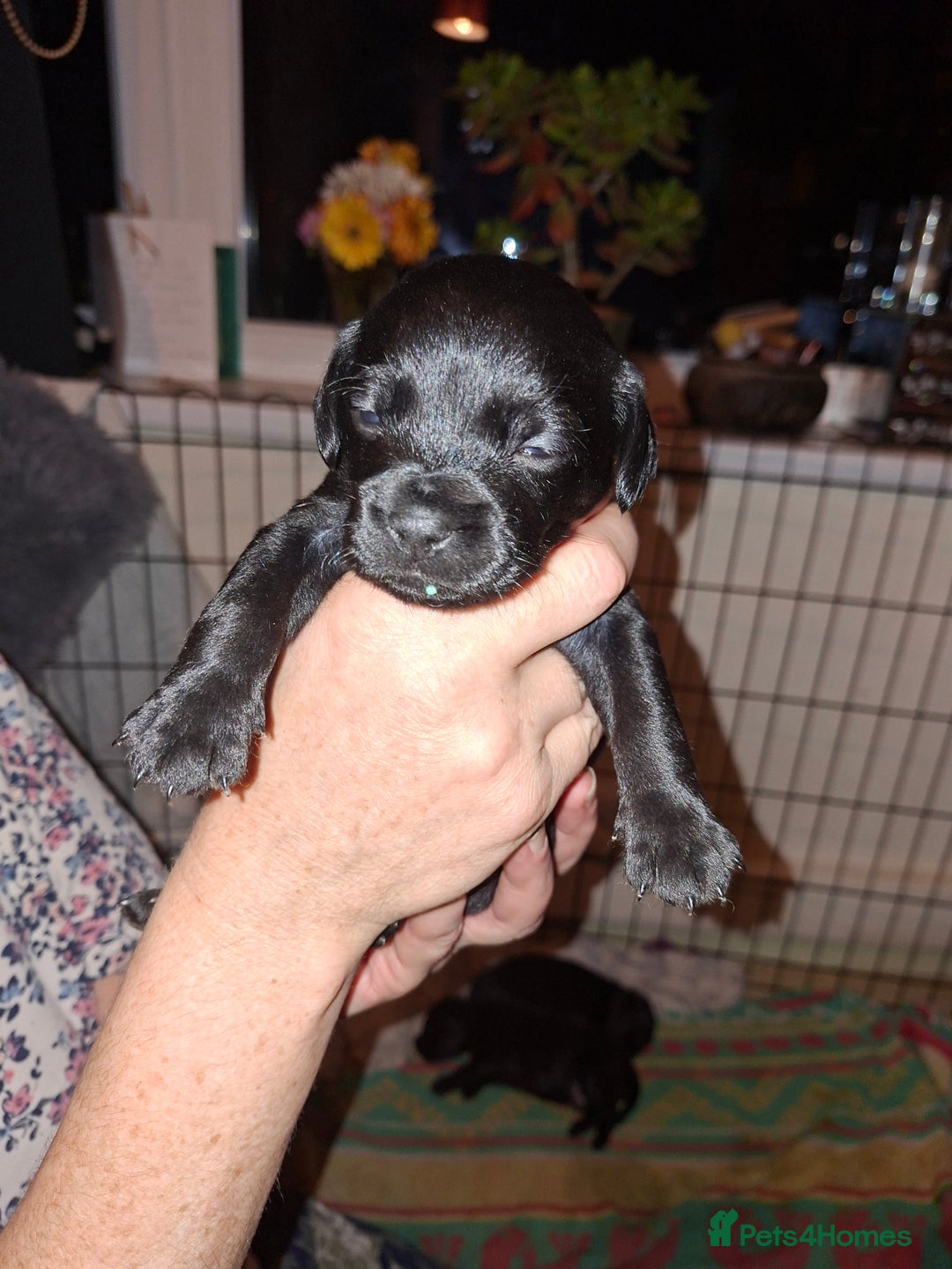 Mixed Breed dogs for sale: Miniature Poodle cross french bulldog puppies  - Image 17