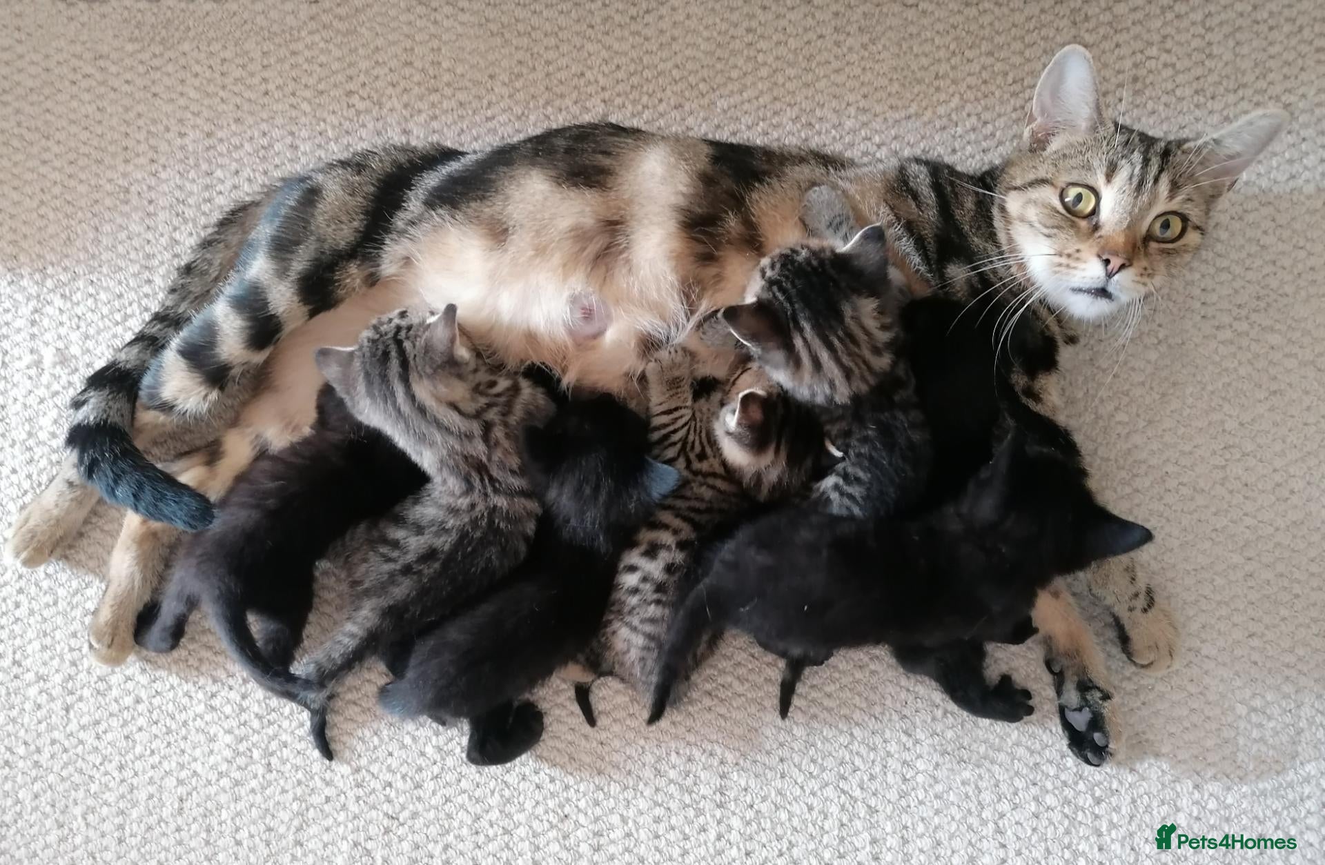 Mixed Breed cats 🐾 Gorgeous Tabby & Black Kittens – Ready Now! 🐾 - Advert 1