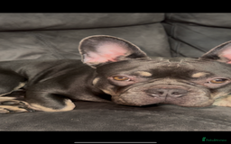 French Bulldog dogs for sale: French Bulldog  - Image 2