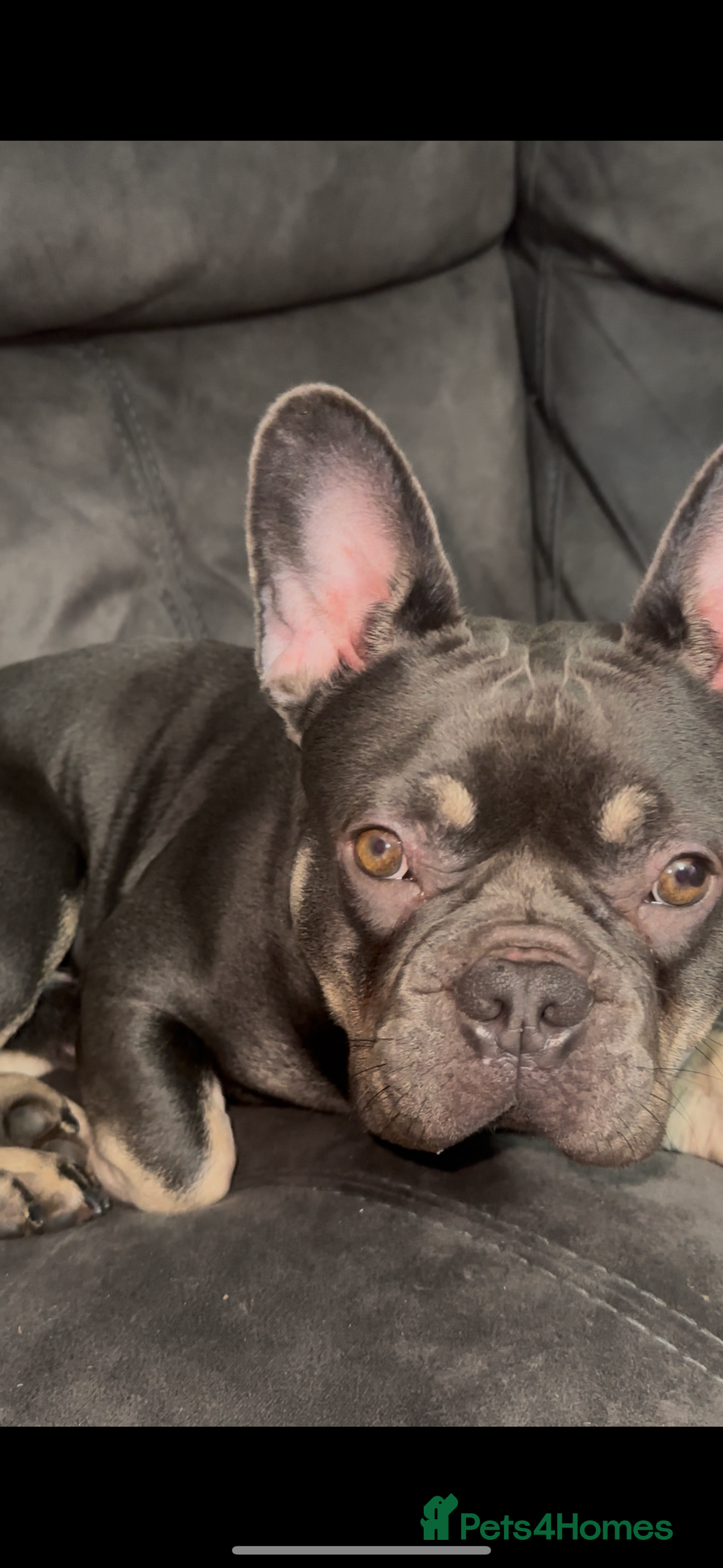 French Bulldog dogs for sale: French Bulldog  - Image 2