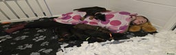 Dobermann dogs for sale: HEALTH TESTED, HOME REARED, STUNNING DOBERMAN PUPS - Advert 19
