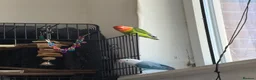 Lovebirds birds for sale: 2 gorgeous love birds  in Blackburn - Advert 3