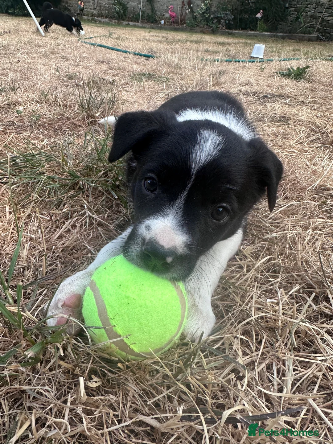 Border Collie dogs for sale: Working Border Collie Pups in Woodstock - Advert 2