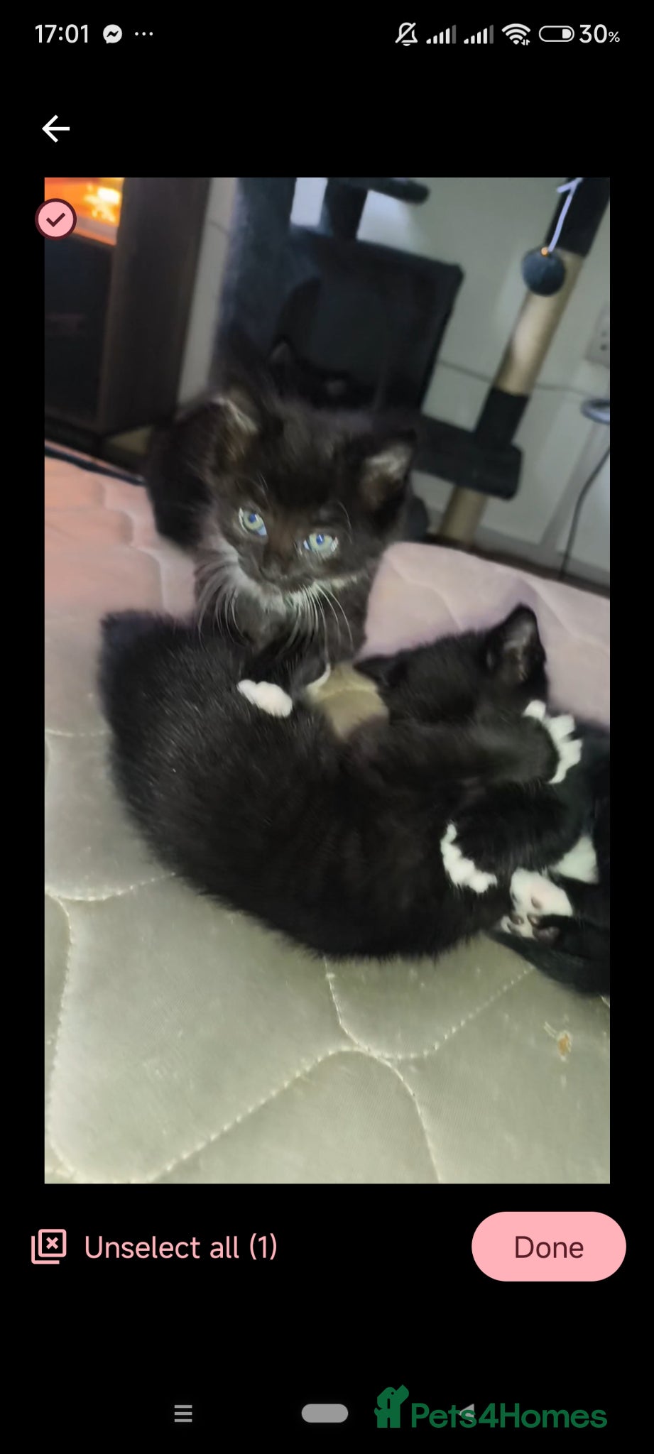Mixed Breed cats 4 beautiful female tuxedo kittens - Advert 1