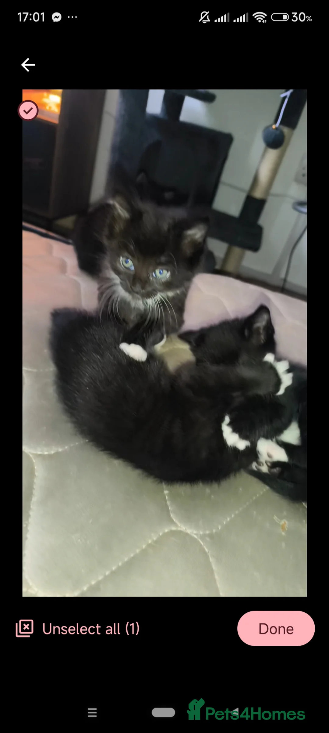 Mixed Breed cats for sale: 4 beautiful female tuxedo kittens in Aylesbury - Advert 1