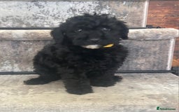 Mixed Breed dogs for sale: Adorable Toy/Miniature Poodle Puppies–Ready 27/9  - Image 3