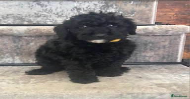 Mixed Breed dogs - Advert 6