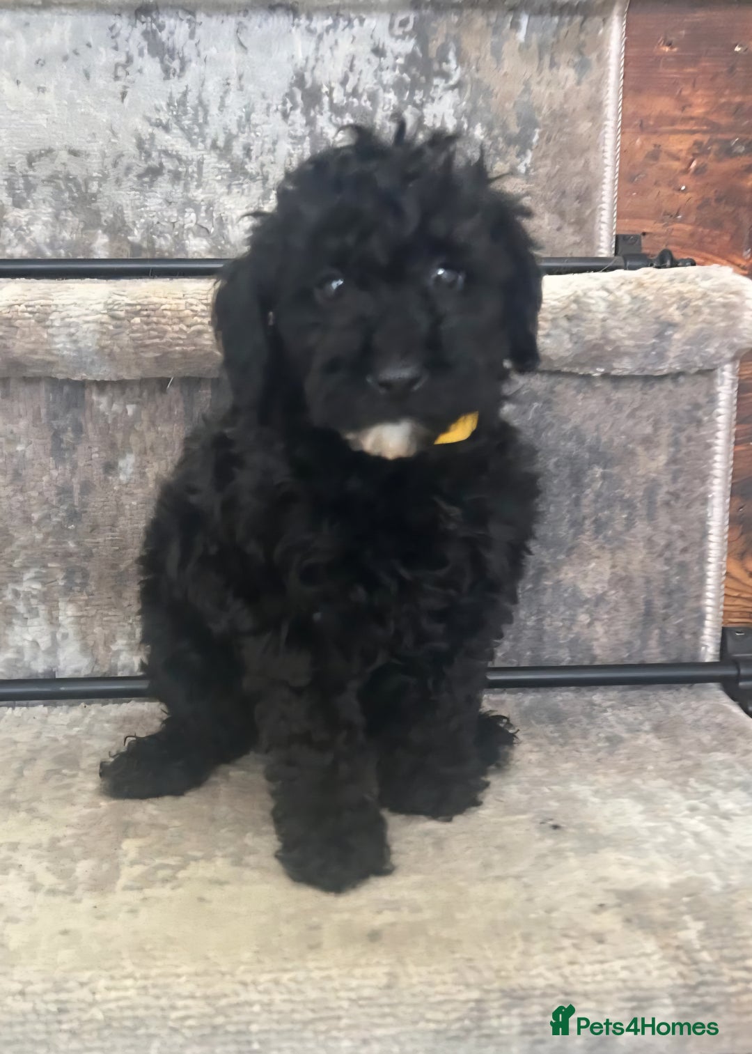 Mixed Breed dogs for sale: Adorable Toy/Miniature Poodle Puppies–Ready 27/9  - Image 3