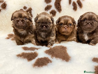 Shih Tzu dogs Chocolate imperial shihtzu puppies - Advert 2