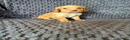 Cocker Spaniel dogs for sale: Cocker spaniel Puppies  in Leicester - Advert 4