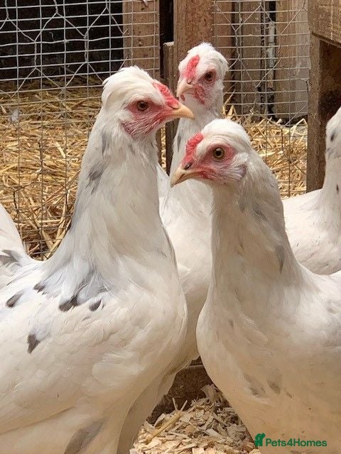 Chickens poultry Leghorn cross Araucana Blue Egg Layers For Sale - Advert 6