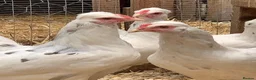 Chickens poultry for sale: Leghorn cross Araucana Blue Egg Layers For Sale - Advert 1