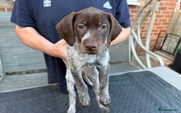 Mixed Breed dogs for sale: German shorthair pointer/wirehairpointer - Image 29