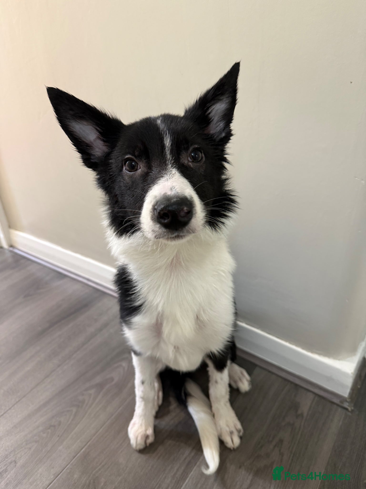 Border Collie dogs Male border collie  - Advert 1