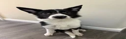 Border Collie dogs for sale: Male border collie  in Edinburgh - Advert 1