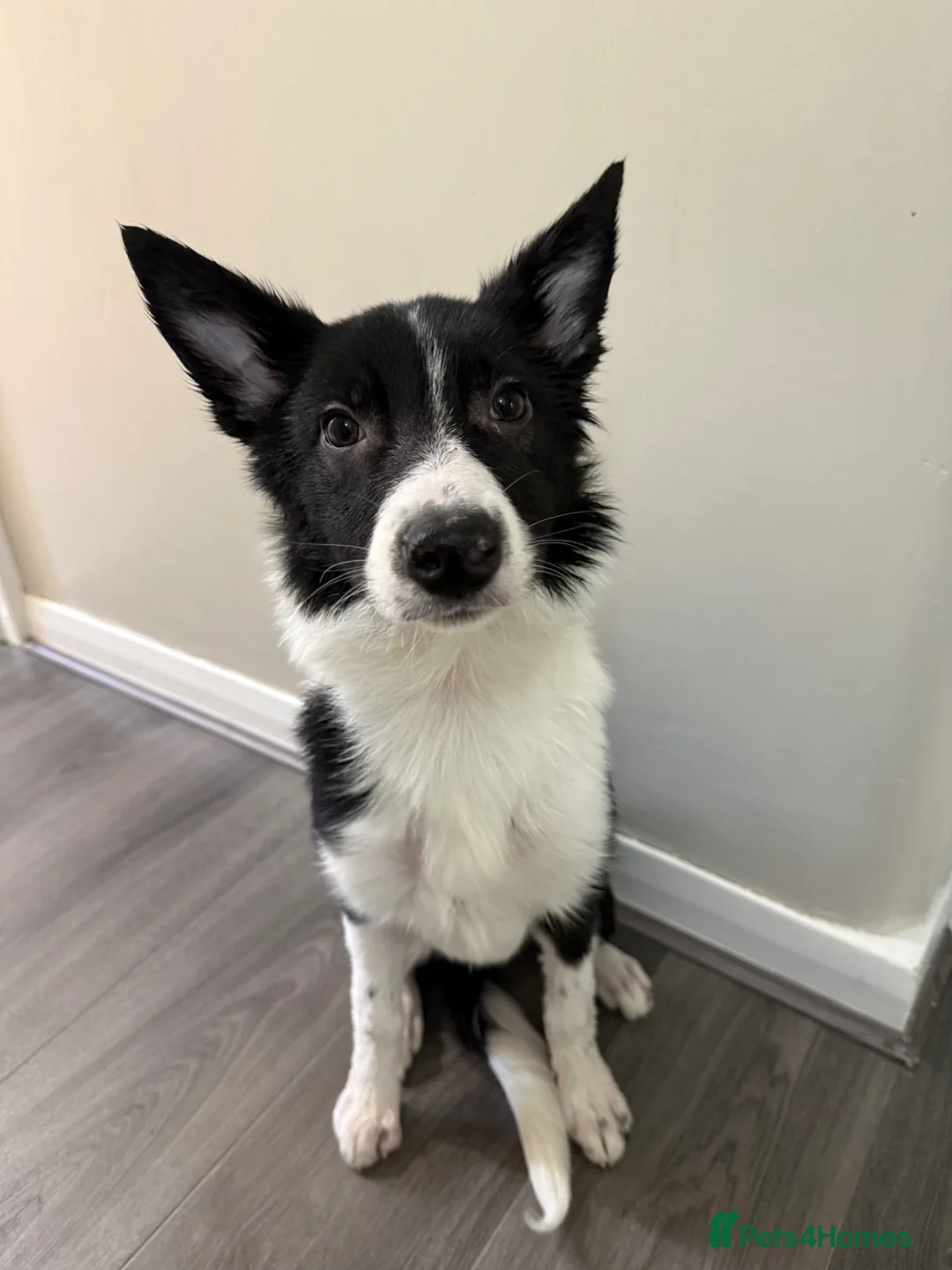 Border Collie dogs for sale: Male border collie  in Edinburgh - Advert 1