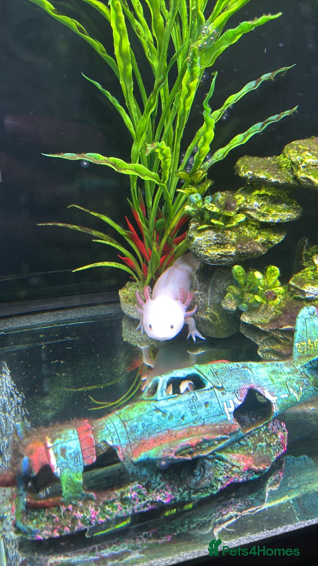 Axolotl reptiles for sale: Axolotl babies  - Advert 5
