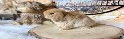 Mini Lop rabbits for sale: MINI LOPS | PEDIGREE  - Advert 17