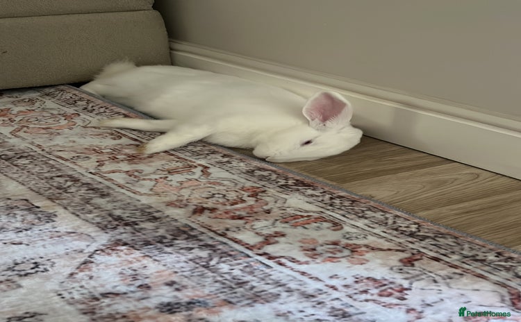 New Zealand rabbits - Advert 6